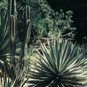 Urban Crevice Garden Design